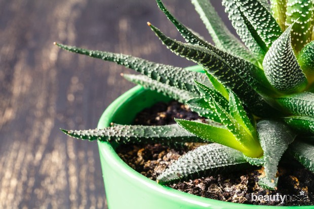 Tidak hanya menjaga udara tetap bersih, namun mampu menyembuhkan luka.