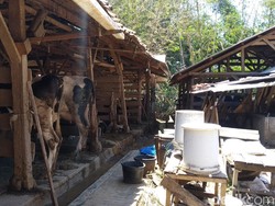 Diprotes Warga, Limbah Kotoran Sapi di Cipari Kuningan 60 Ton Per Hari