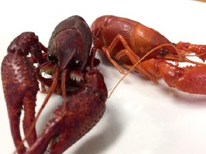 Ketahuan Pelihara Lobster Air Tawar Ilegal Bisa Didenda Rp 138 Juta Ketahuan Pelihara Lobster Air Tawar Ilegal Bisa Didenda Rp 138 Juta