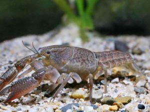 12 Fakta Unik Lobster: Kanibal dan Poliandri 12 Fakta Unik Lobster: Kanibal dan Poliandri