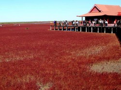 Pantai Merah China Memerah Kembali