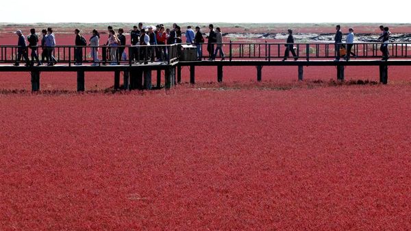 Foto: Pantai Merah yang Bukan Pantai di China