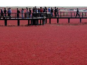 Foto: Pantai Merah yang Bukan Pantai di China Foto: Pantai Merah yang Bukan Pantai di China
