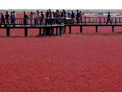 Foto: Pantai Merah yang Bukan Pantai di China