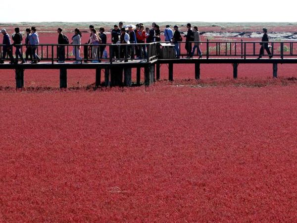 Foto: Pantai Merah yang Bukan Pantai di China