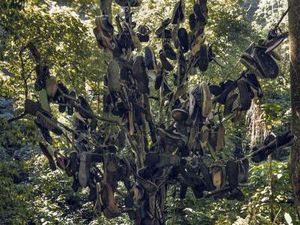 Ketemu Pohon Sepatu di Curug Lawe, Semarang