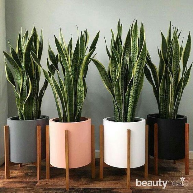 Dinamai sake plant karena punya daun tipis dan tegak tidak beraturan.