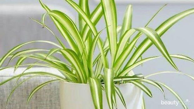 Bisa dikembangbiakan menjadi banyak tanaman.