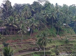 Melihat Lagi Keelokan Alami Tegallalang Bali