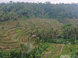 Menjelajahi Pesona Sawah Terasering Tegallalang di Utara Ubud Menjelajahi Pesona Sawah Terasering Tegallalang di Utara Ubud