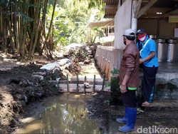 Warga Kuningan Keluhkan Pencemaran Limbah Kotoran Sapi di Irigasi