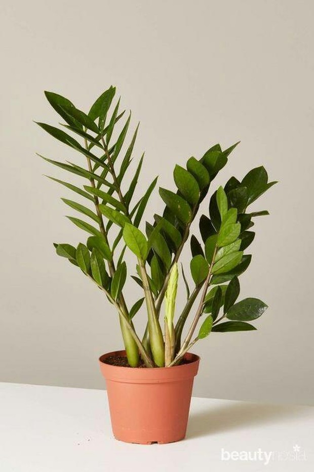 Cocok untuk ditaruh dalam ruangan yang kurang pencahayaan dan sirkulasi udara.