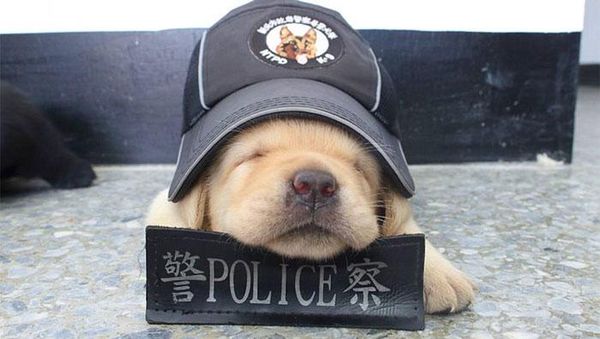 Potret Menggemaskannya Para  Anak Anjing Polisi