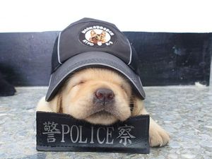 Potret Menggemaskannya Para  Anak Anjing Polisi Potret Menggemaskannya Para  Anak Anjing Polisi
