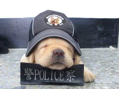 Potret Menggemaskannya Para  Anak Anjing Polisi