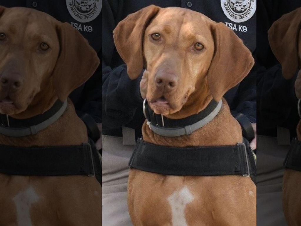 Ini Dia Anjing Terimut Milik Keamanan Transportasi AS
