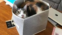 Potret Menggemaskan Kucing Lebih Suka Tempat Kecil, Ini Alasannya