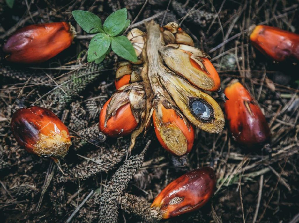 Dorong Serapan Minyak Sawit, RSPO Dukung Konsep Shared Responsibility Dorong Serapan Minyak Sawit, RSPO Dukung Konsep Shared Responsibility
