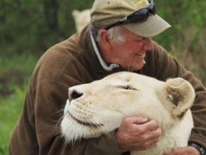 Tragis! Ajak Jalan-jalan Singa, Pelindung Satwa Ini Tewas Diterkam