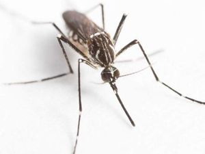 Peneliti Australia dan Indonesia Semakin Mendekati Membasmi Nyamuk Dengue Peneliti Australia dan Indonesia Semakin Mendekati Membasmi Nyamuk Dengue
