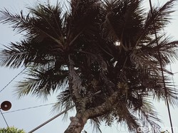 Unik! Pohon Kelapa Ini Bercabang 9, Katanya Pernah Mau Ditukar Mobil