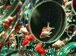 Ingatan Ikan Mas Hias Hanya Bertahan 3 Detik, Mitos atau Fakta?