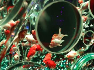 Ingatan Ikan Mas Hias Hanya Bertahan 3 Detik, Mitos atau Fakta? Ingatan Ikan Mas Hias Hanya Bertahan 3 Detik, Mitos atau Fakta?