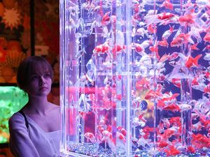 Museum Seni di Tokyo Pamerkan Puluhan Ribu Ikan Mas Museum Seni di Tokyo Pamerkan Puluhan Ribu Ikan Mas