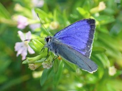 Sedih, Spesies Kupu-kupu Asli Jepang Punah