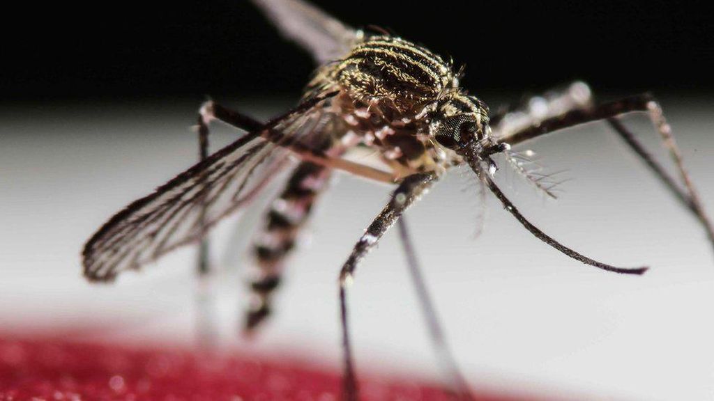 Foto: Fakta-fakta Menarik tentang Nyamuk
