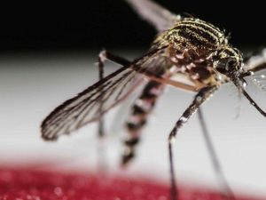 162 Warga Mamuju Terjangkit DBD, Didominasi di 2 Kecamatan