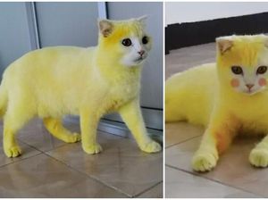 Kocak! Diolesi Kunyit Kucing Ini Berubah Jadi Pikachu