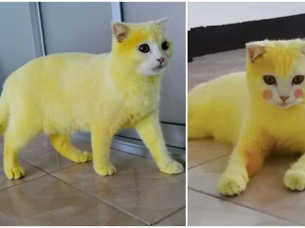 Kocak! Diolesi Kunyit Kucing Ini Berubah Jadi Pikachu Kocak! Diolesi Kunyit Kucing Ini Berubah Jadi Pikachu