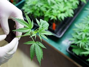 Wisata Ganja di Kota Ini Tak Surut meski Pandemi Wisata Ganja di Kota Ini Tak Surut meski Pandemi