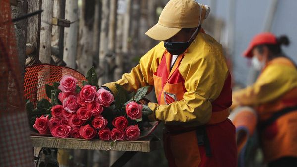 Industri Bunga Ekuador Berjuang Pulih di Tengah Pandemi