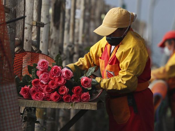 Industri Bunga Ekuador Berjuang Pulih di Tengah Pandemi