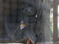 4 Satwa Lahir di Taman Satwa Jurug Solo