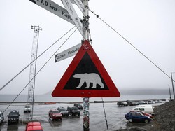 Pasutri Ini Hadapi Pagi Menegangkan, Bergulat dengan Beruang
