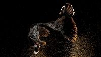 Terpukau Keindahan Jawara Bird Photographer of the Year 2020