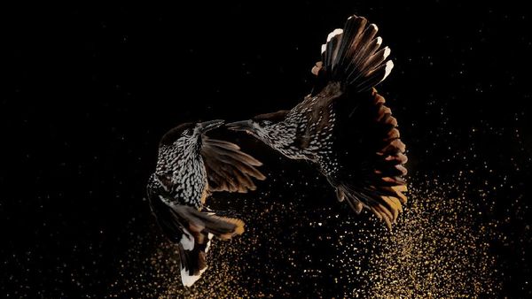 Terpukau Keindahan Jawara Bird Photographer of the Year 2020