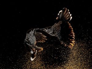 Terpukau Keindahan Jawara Bird Photographer of the Year 2020