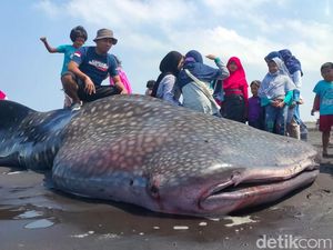 Hiu Tutul yang Mati Terdampar di Jember Diajak Selfie Oleh Warga