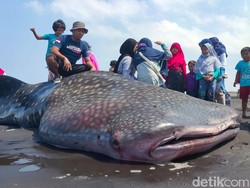 Hiu Tutul yang Mati Terdampar di Jember Diajak Selfie Oleh Warga