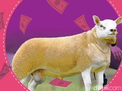 Domba Seharga Rp 7 M