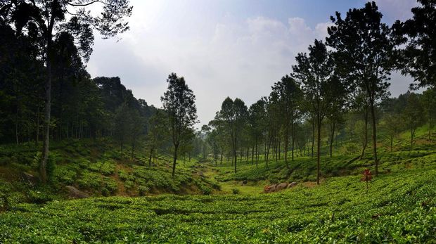 Kebun Teh Gunung Mas Gunung Mas Tea and Coffee Plantation on a sunny day on Java, Indonesia