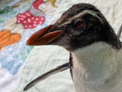 Penguin Ditunjukkan Kartun Pingu Agar Tak Kesepian, Begini Reaksinya