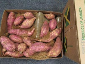 Kokain Senilai Rp 80 Miliar Diselundupkan Bersama Kentang dan Ubi