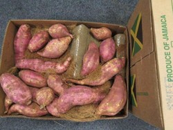 Kokain Senilai Rp 80 Miliar Diselundupkan Bersama Kentang dan Ubi