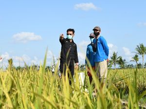 Blusukan ke Kalsel, Mentan Ajak Pakai Varietas Hibrida