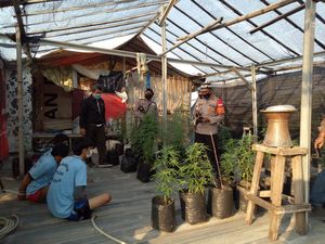 Tanam Ganja di Lantai 2 Rumah, Pria di Tangerang Ditangkap Polisi